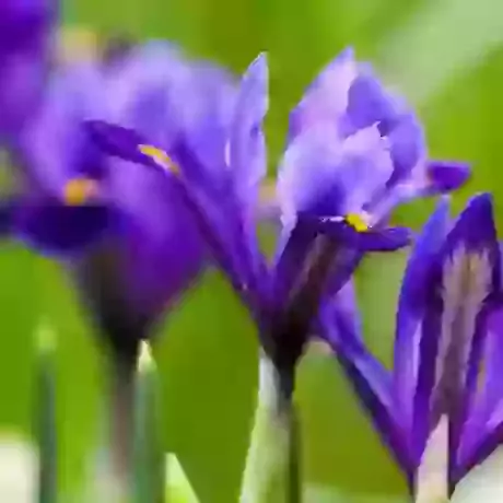 RHS Award of Garden Merit